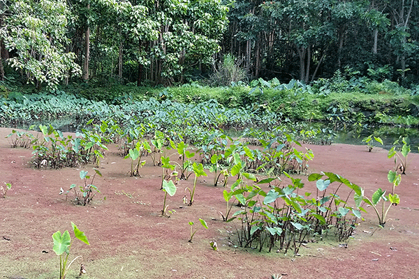 Nāpoʻopoʻo